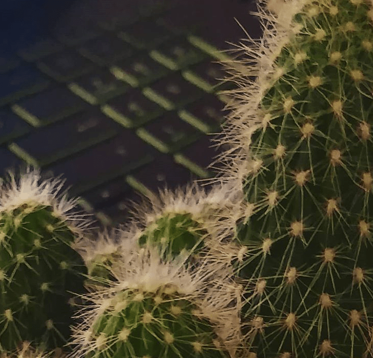 Dijital Muhtarlar: WhatsApp Trolleri