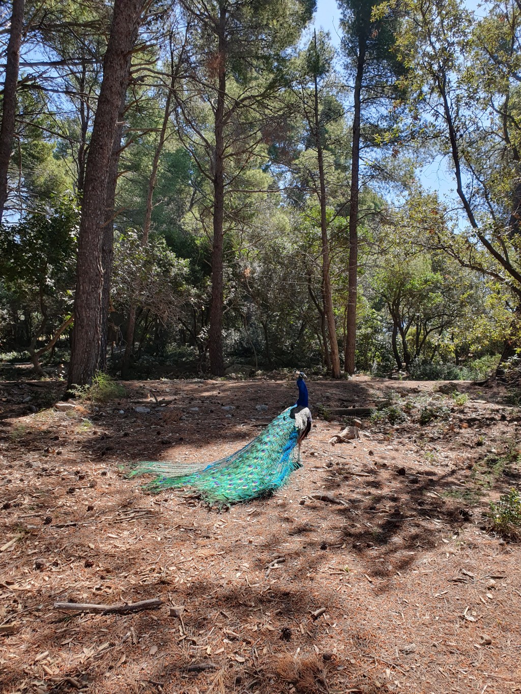 Kaos’un o ağır&nbsp;güzelliği