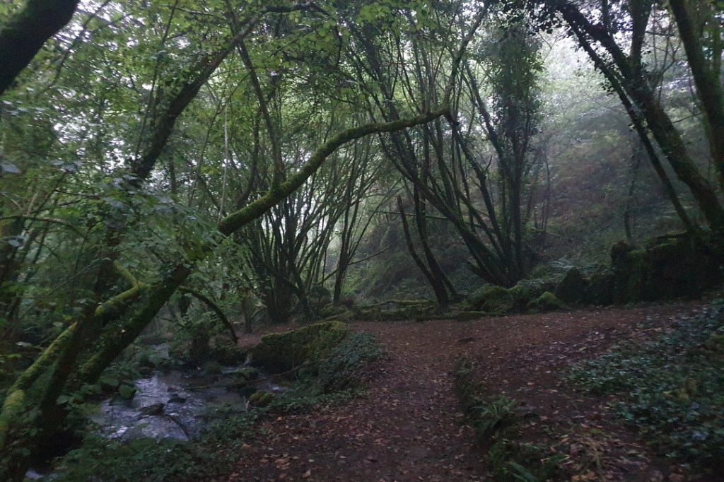 Sintropik yalnızlıklar