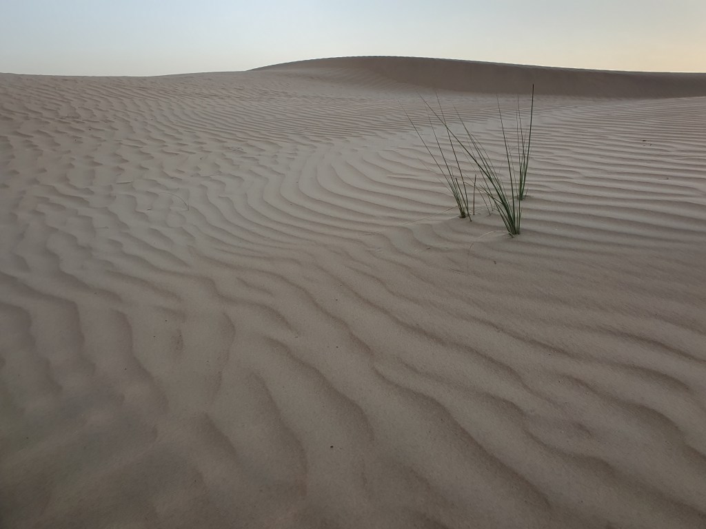 Büyük balık küçüğünü yerken, kazlar da tilki ile&nbsp;savaşır